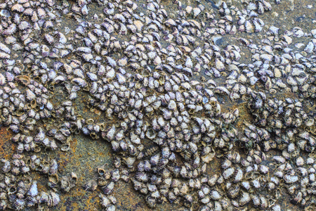 牡蛎壳在石头上
