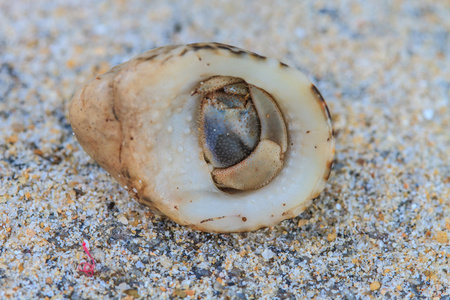 螺丝壳寄居蟹照片