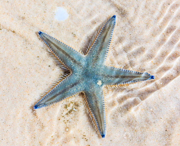 在海边沙滩上的海星