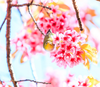 在樱花盛开的鸟