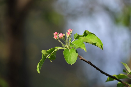 苹果花