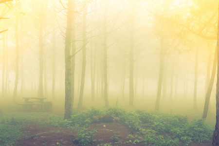 白天有雾 筛选图像处理 vintag 森林树