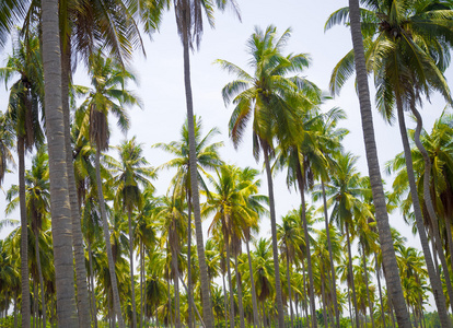 美丽的热带椰子植物, 有叶子和树木