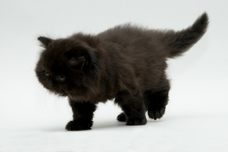 好可爱的黑色英国小猫