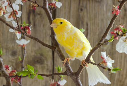 群歌在一个分支上的金丝雀照片