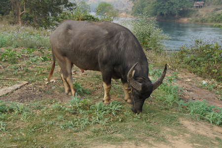 缅甸牲畜水牛放牧照片