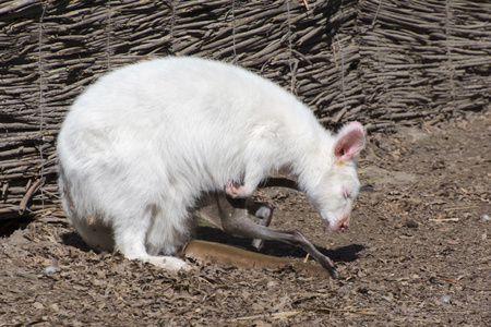 白红颈壁虫(大眼红)照片