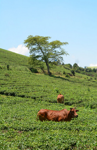 绿茶叶种植园景观