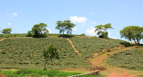 绿茶叶种植园景观图片