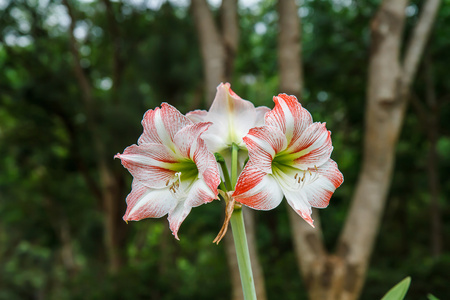 朱顶红在花园里