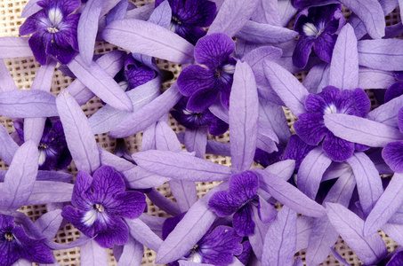紫色花的形象