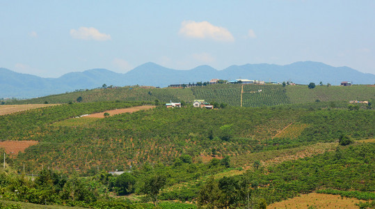 绿茶叶种植园景观