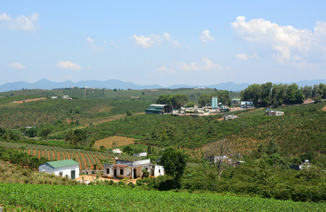 绿茶叶种植园景观