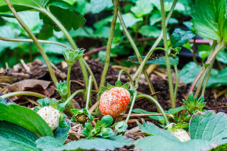 在花园里的草莓浆果