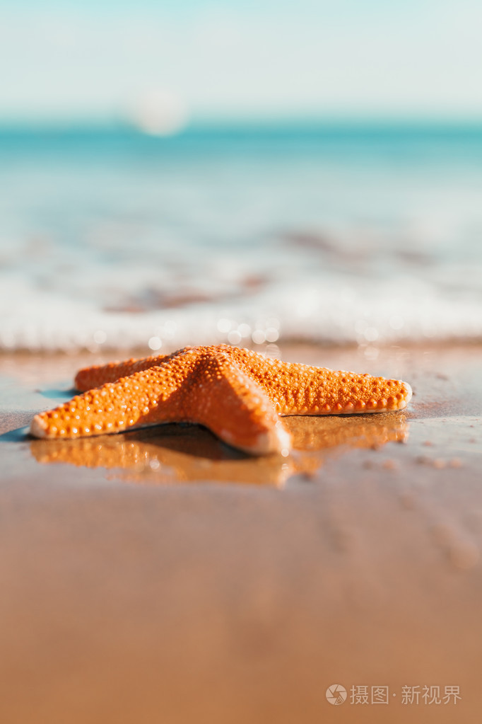 在海边的大橙色海星夏天与副本空间的概念