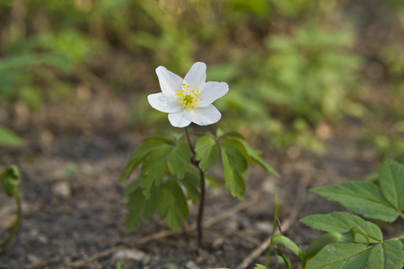 在森林里的白花海葵图片