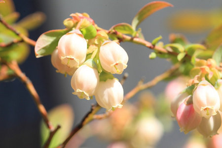 在日本的蓝莓花