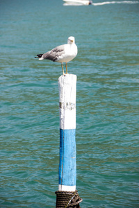 伊塞奥湖海鸥