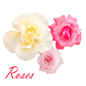 三个美丽的粉红和白色玫瑰，白色的背景上