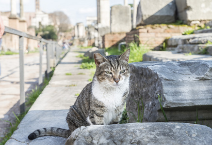 在石头上的猫。罗马论坛。罗马。意大利