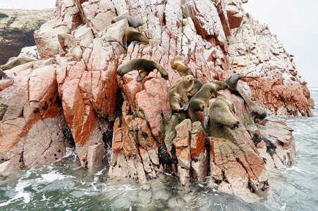 海狮在岩石形成鸟岛，帕拉卡斯