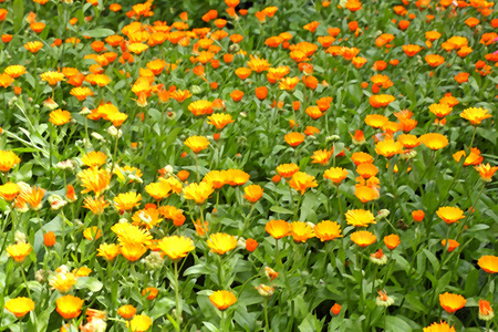 花背景 alendula 使用筛选器