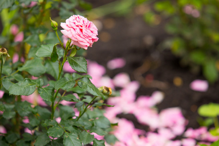 一，孤独，美丽的粉红色玫瑰，在花园里