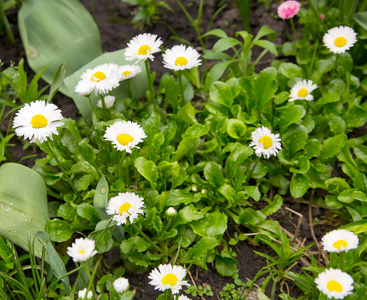 金鸡菊广玉兰花园里的白色甘菊照片