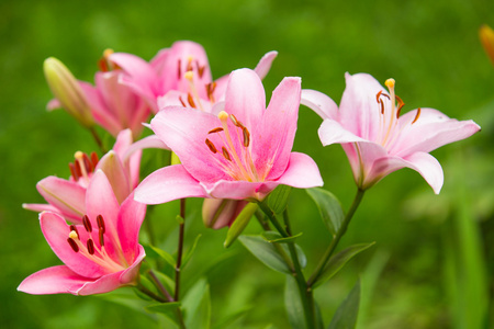 粉色百合花园里的花