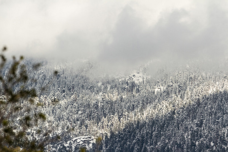 新雪