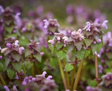 Deadnettle 花特写