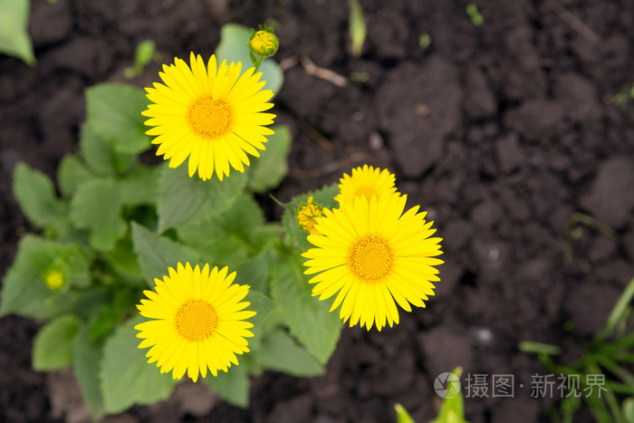 黄甘菊在花园里
