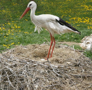 白鹳巢在农村位置与鸡蛋农场