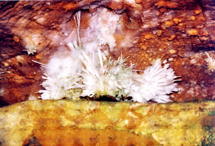 谢南多厄公园卢瑞洞穴晶体 1997年的花