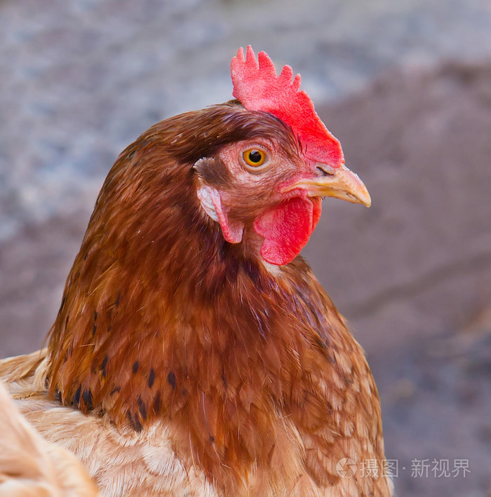 肖像的红鸡宏关闭