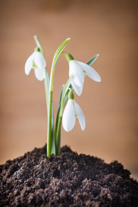 雪花莲