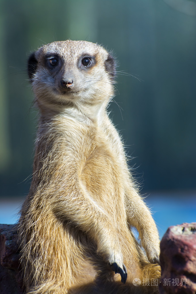 猫鼬suricatasuricatta