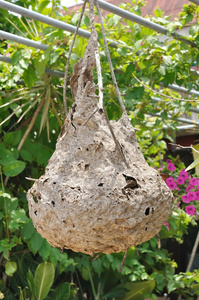 大黄蜂的巢，挂在树上