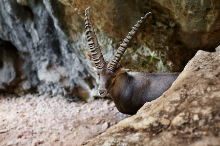 高山 ibex