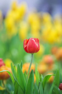 美丽的红色郁金香花园里的特写