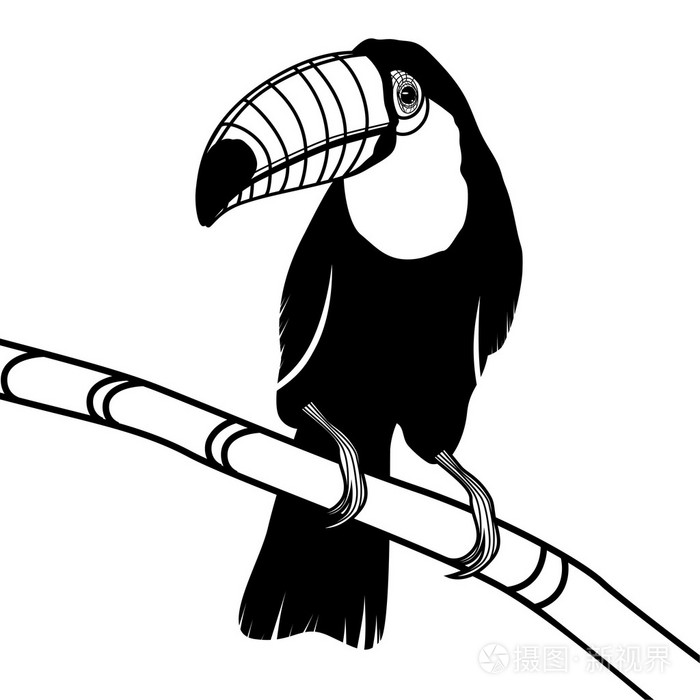 巨嘴鸟鸟素描