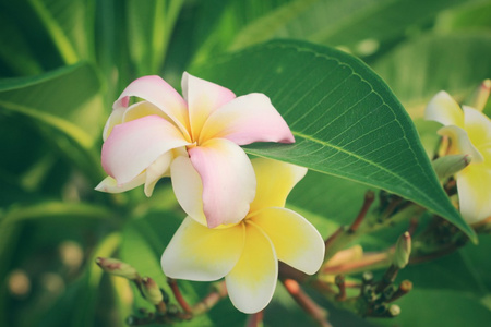 白色素馨花花树上