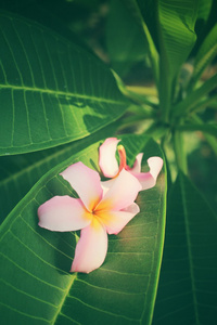 鸡蛋花的叶子