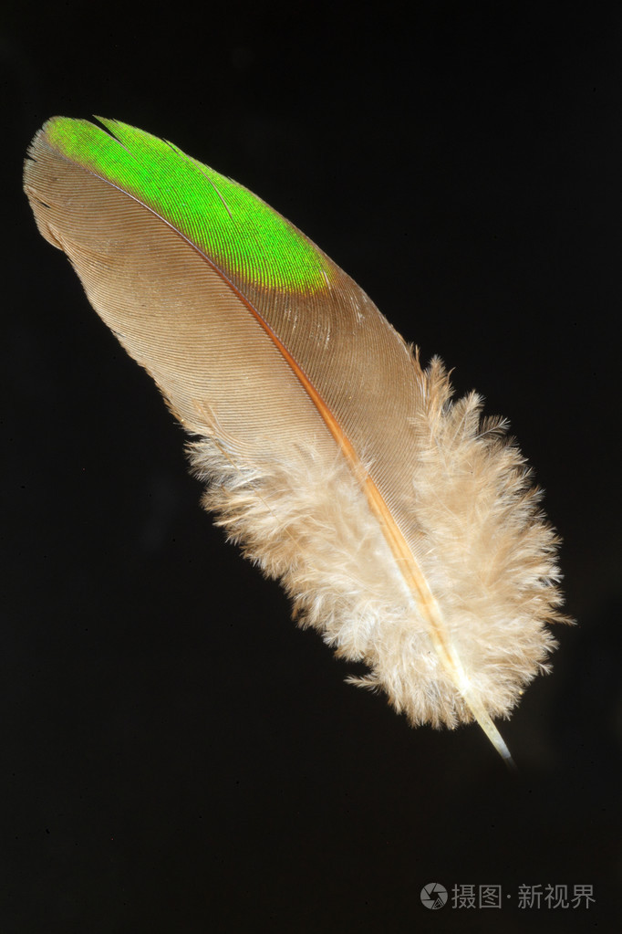常见翡翠斑鸠的羽毛