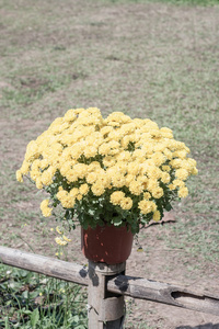 在花盆里的花万寿菊