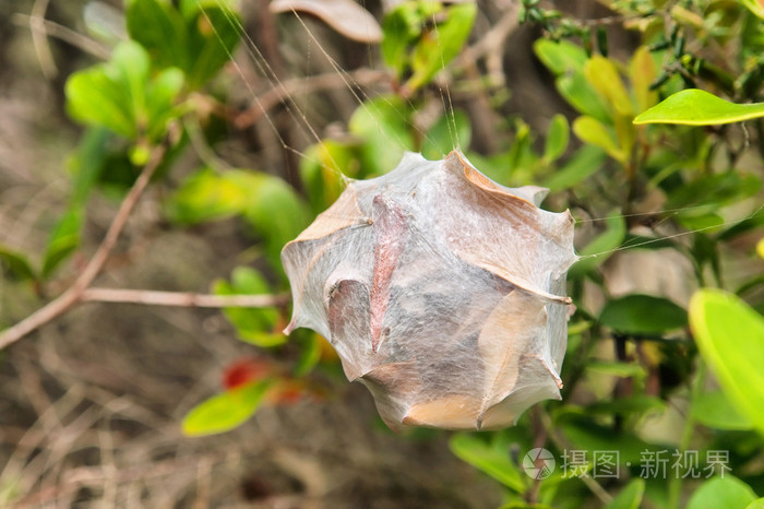 令人惊异的蜘蛛巢茧