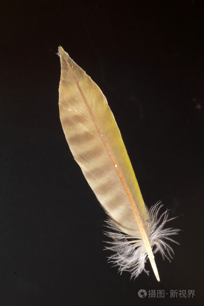 日本绿色啄木鸟羽毛picusawokera