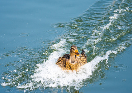 以在水中的速度着陆的鸭