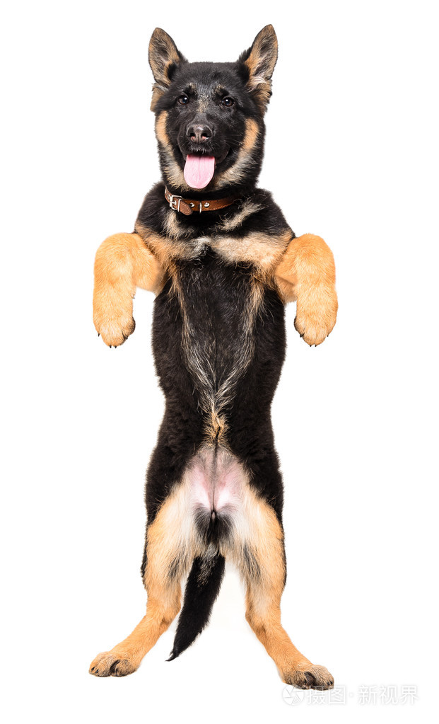 德国牧羊犬小狗站在他的后腿