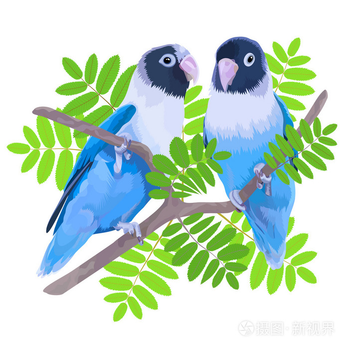 为蓝色蒙面比翼鸟插画-正版商用图片1iwcfd-摄图新视界